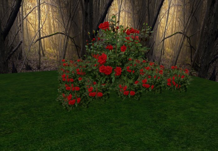 rose bush red 3 huge