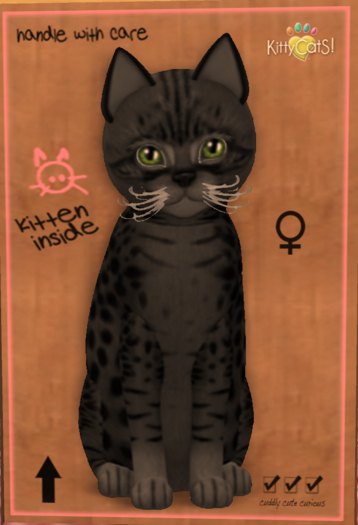 KittyCatS Box - New Born Kitten