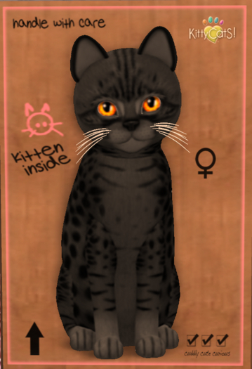 KittyCatS Box - New Born Kitten