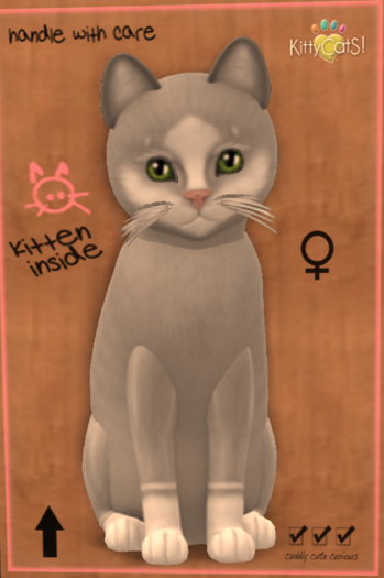 KittyCatS Box - New Born Kitten