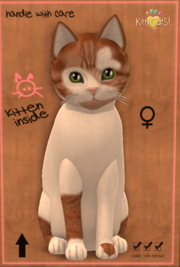 KittyCatS Box - New Born Kitten