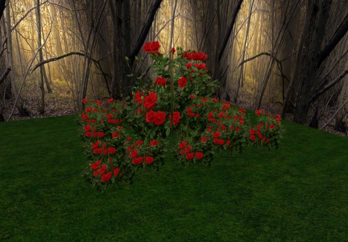 rose bush red 2 huge