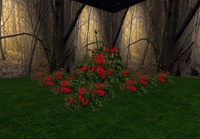 rose bush red 1 huge