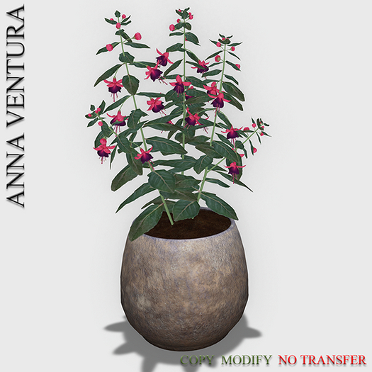 A.V _Houseplant _Fuchsia