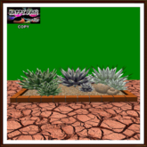 Mexico - Agave Garden