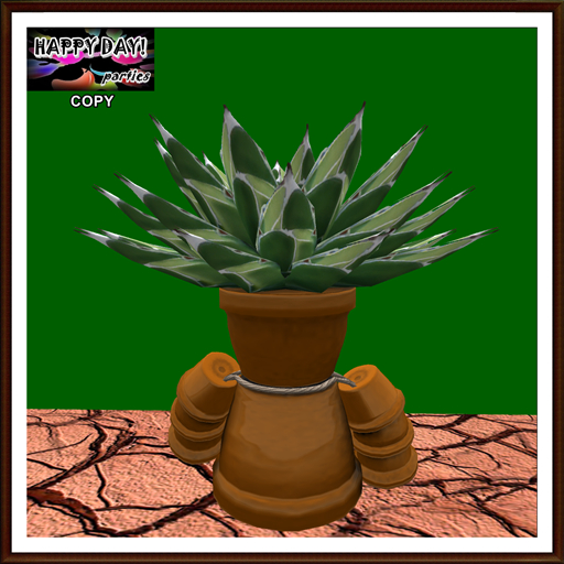 Mexico - Agave on Pot 1