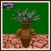 Mexico - Agave on Pot