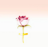 ionic : La rosa que me regalaste