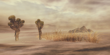 Desert Still life (add) please read description