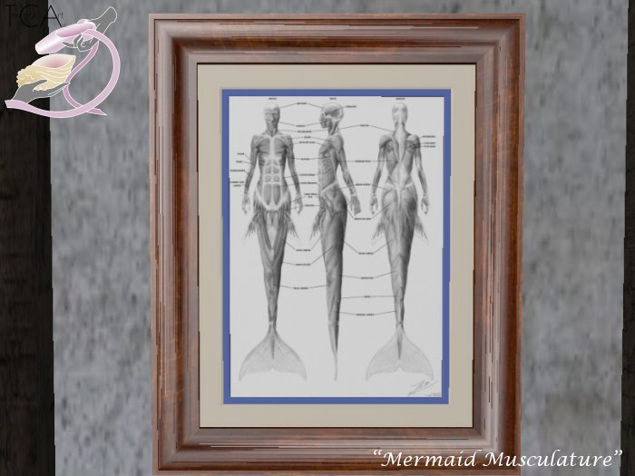Mermaid Musculature [TCA]
