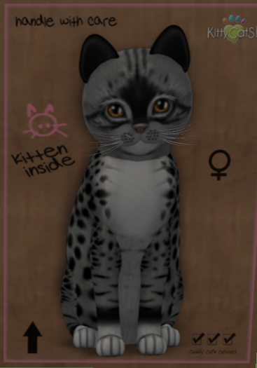 KittyCatS Box - New Born Kitten