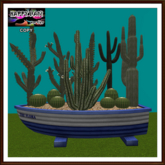 Spring - Blue Boat Cactus Garden