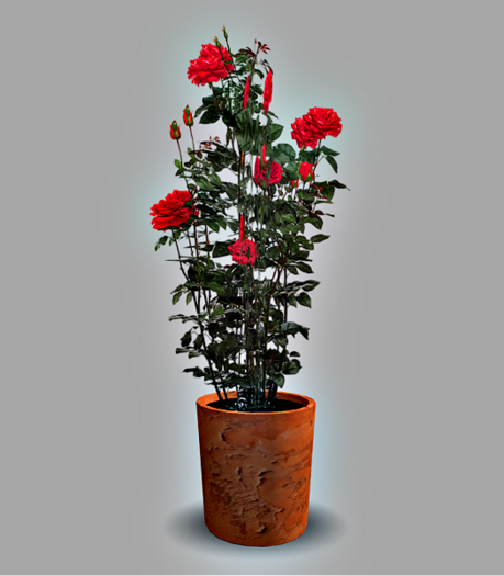 Red Rose Plant