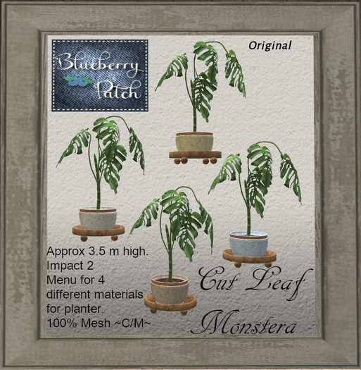 Cut Leaf Monstera