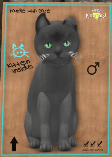 New Born Kitten- Russian - Blue-8T