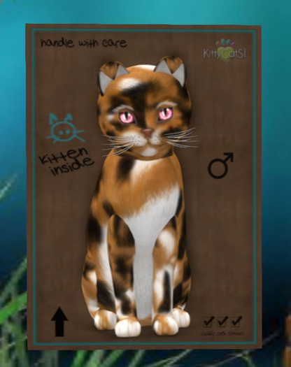 Maine Coon - Plush Calico - Wild Cherry