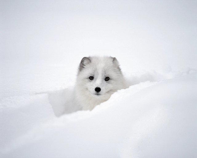 [snowdrift] Music Box