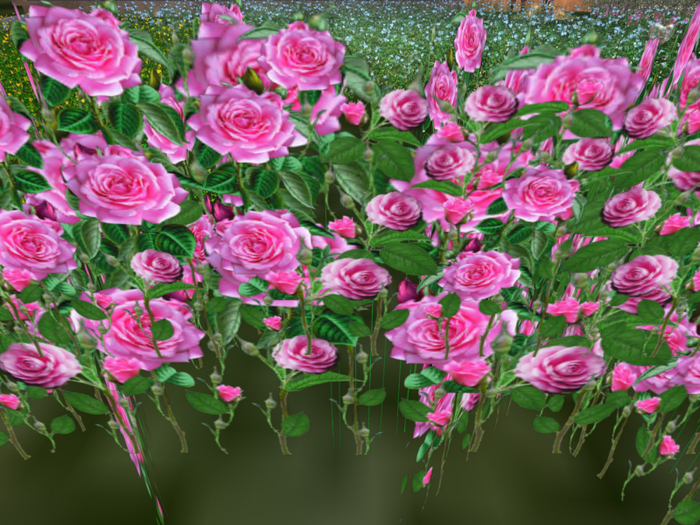 Pink rose bush Row