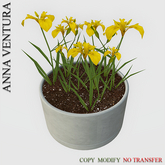 A.V _Potted Plant  _ Iris_04