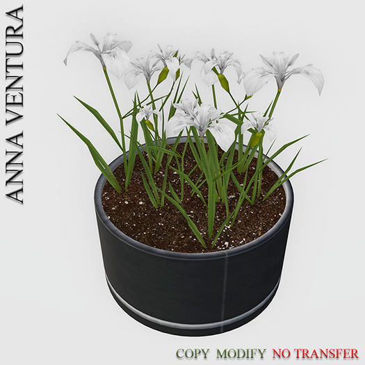 A.V _Potted Plant  _ Iris_03