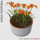 A.V _Potted Plant  _ Iris_02