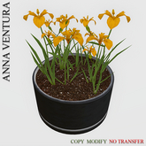 A.V _Potted Plant  _ Iris_01
