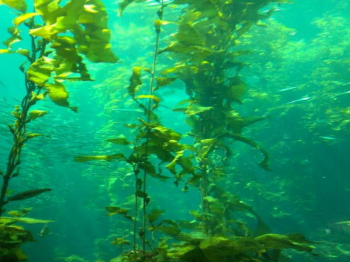 Underwater Kelp Texture