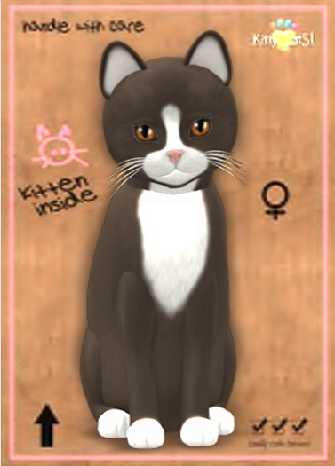 MEGAPUSS: KittyCatS Box - Chateau Cat - Tawny & White No.1 - MegaPuss