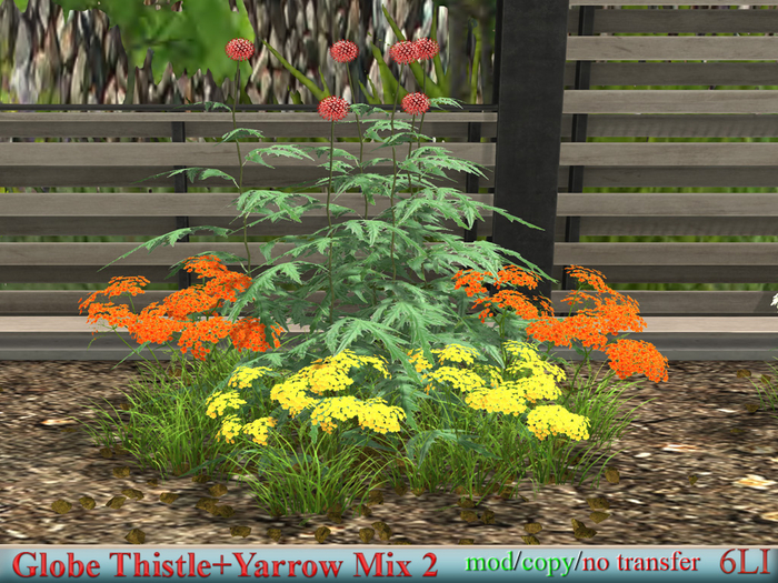 Globe Thistle+Yarrow Mix 2