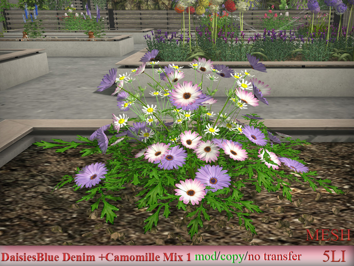DaisiesBlue Denim +Camomille Mix 1