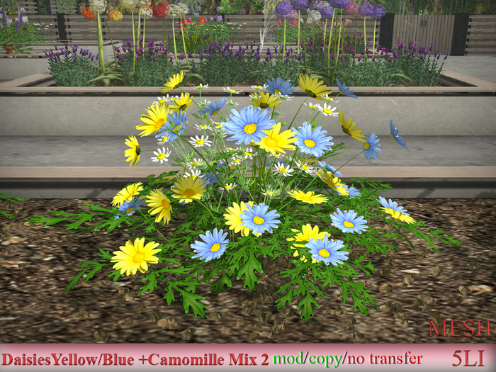  DaisiesYellow/Blue +Camomille Mix 2