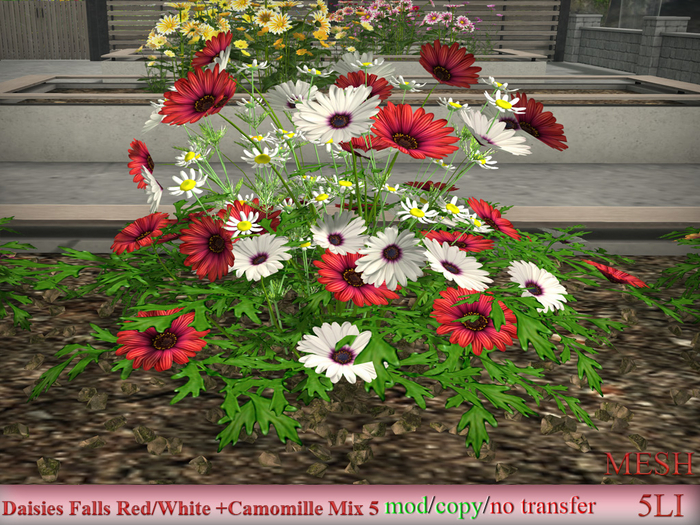 Daisies Falls Red/White +Camomille Mix 5