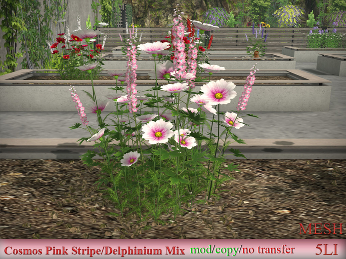 Cosmos Pink Stripe/Delphinium Mix