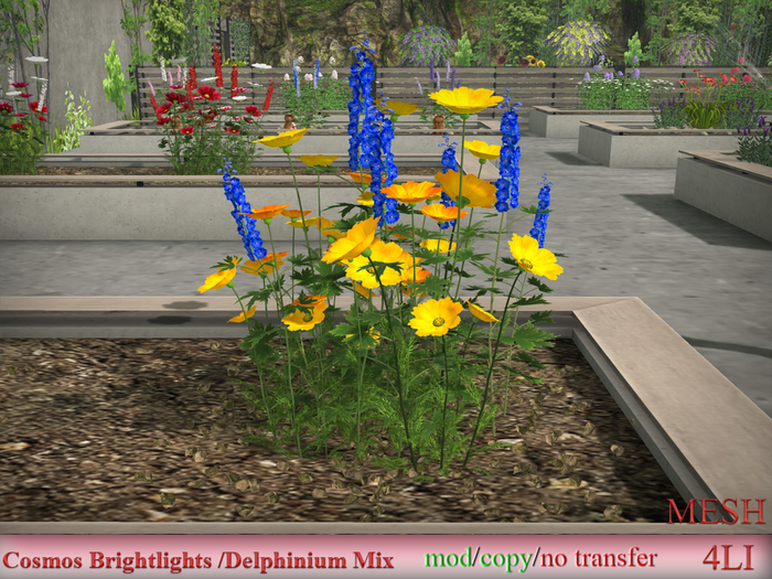 Cosmos Brightlights /Delphinium Mix 