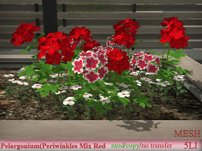Pelargonium(Periwinkles Mix Red