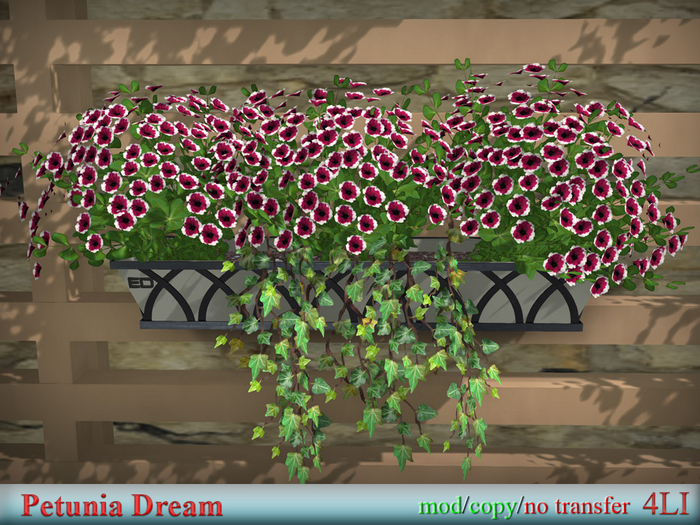 Petunia Dream