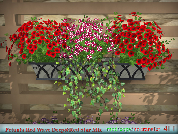 Petunia Red Wave Deep&Red Star Mix