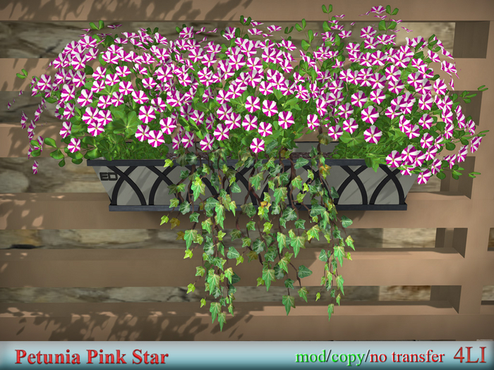 Petunia Pink Star