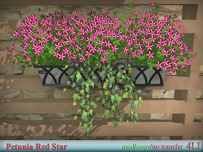 Petunia Red Star