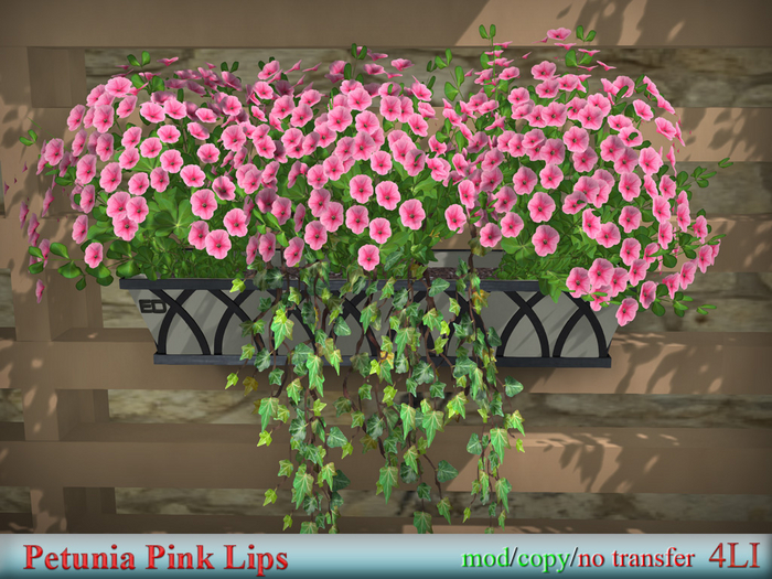 ED Petunia Pink Lips boxed