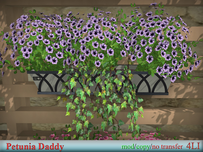  Petunia Daddy