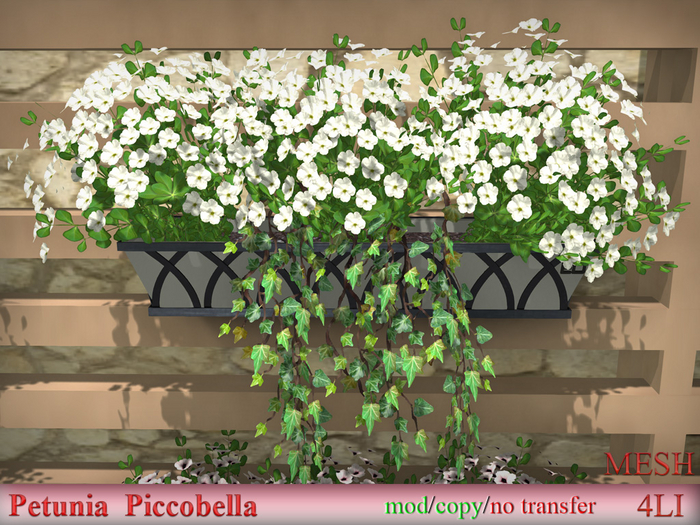 Petunia  Piccobella