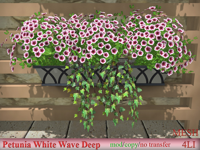 Petunia White Wave Deep