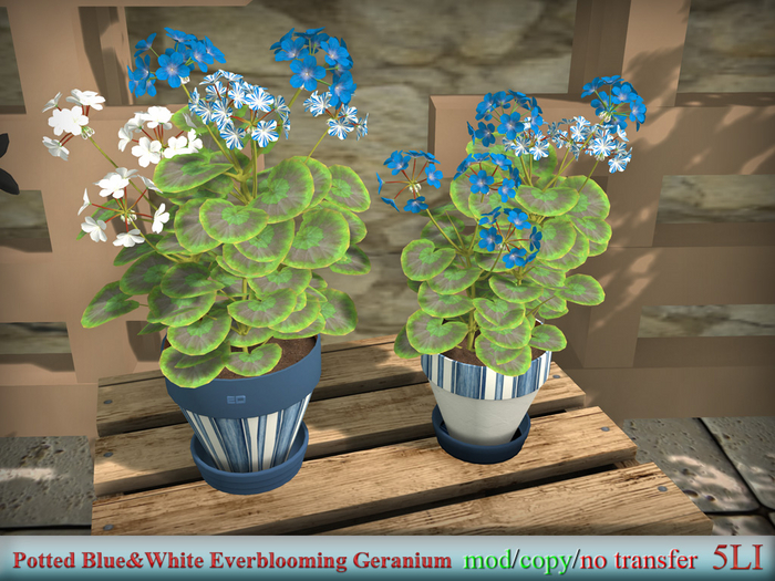 Blue&White Everblooming Geranium