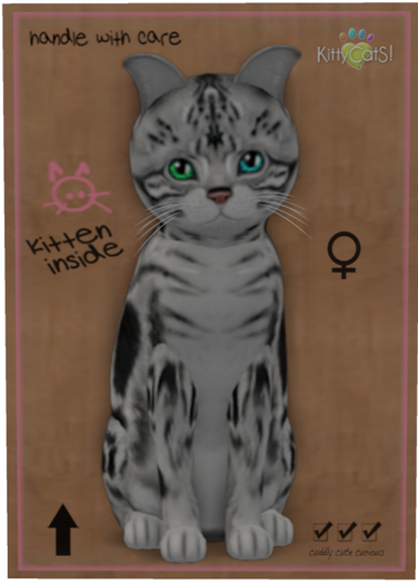KittyCatS Box - American Shorthair - Silver Tabby - Petite