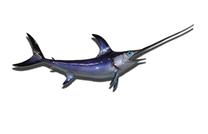 Swordfish Mount