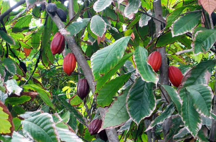 DFS Cocoa Bean Basket