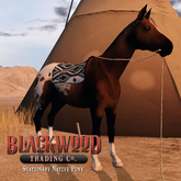 [Timber Creek] Native Pony-Bay Appaloosa