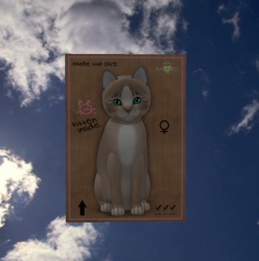 KittyCatS Box - New Born Kitten