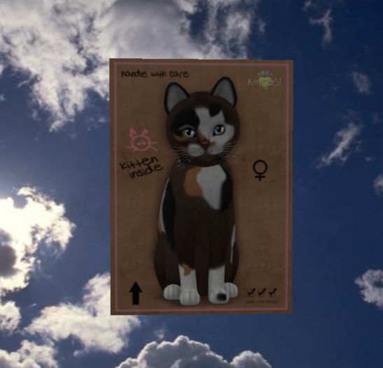 KittyCatS Box - New Born Kitten